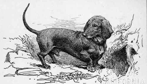 DACHSHUND CH.'WISEACRE? E.S. WOODIWISS OWNER.
