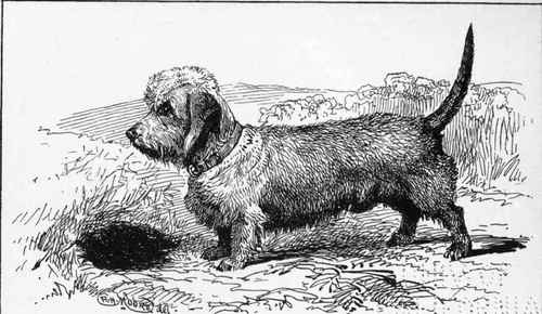 DANDY OINMONT . CH.BLACKET. HOUSE YET  Mrs RAYNER owner.