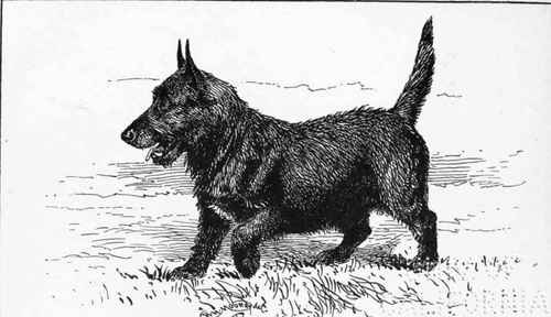 Hard Haired Scotch Terrier CH.  KILLDEE  H.J. LUDUOW OWNER.