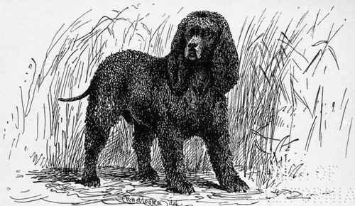 IRISH WATER SPANIEL. CH.  SHAUN . COL.THE HON.W. LE POER TRENCH. OWNER.