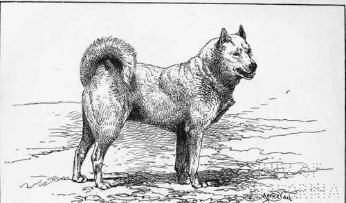 LAPLAND  SLEDQE DOG  PERLA . H.R.N. PRlNCE OF WALES. OWNER.