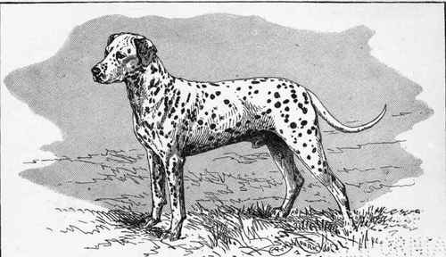LIVER SPOTTED DALMATIAN CH.  FONTLEROY.  W.B. HERMAN owner.