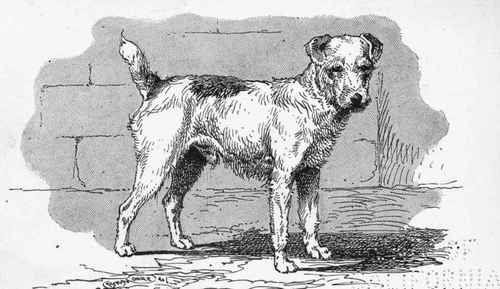 (OLD TYPE) WIREHAIRED FOXTERRIER