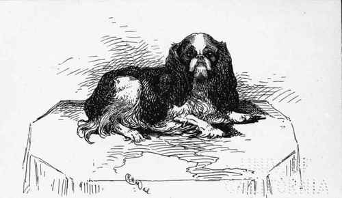 PRINCE CHARLES SPANIEL CH.  VICTOR WILD  H.TAYLOR OWNER.