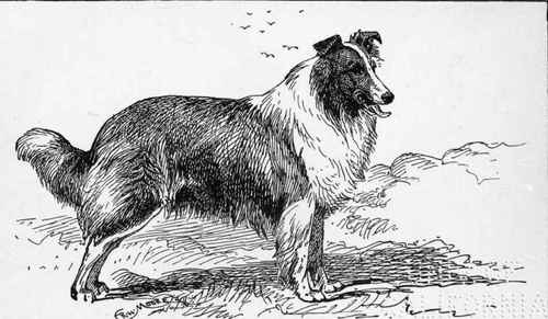Rough Collie  LOCHEL  H.R.H. PRINCESS OF WALES .OWNER.