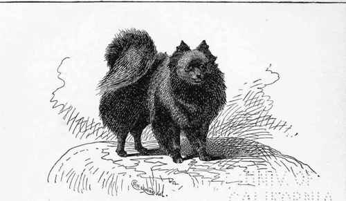 SMALL POMERANIAN CHAMPION of CHAMPlONS and PRIMIER  TINA  MISS ADA DE PASS OWNER.