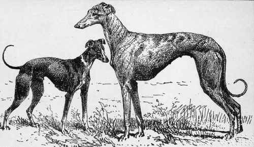 WHIPPET GREYHOUND Ch.  REAL JAM!' S.WOODWIS Owner.