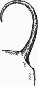 A Badly carried Tail.