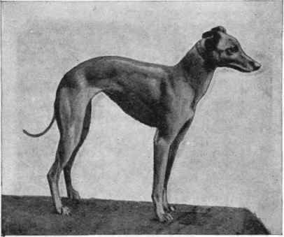 A Type of Show Whippet.