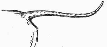 A Well carreied Tail.