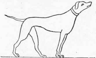 Egyptian Hound.