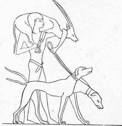 Egyptian Hounds in a Leash.