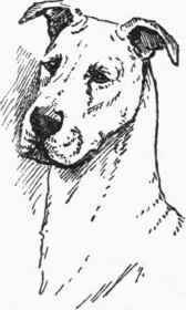 Greyhound Ears.