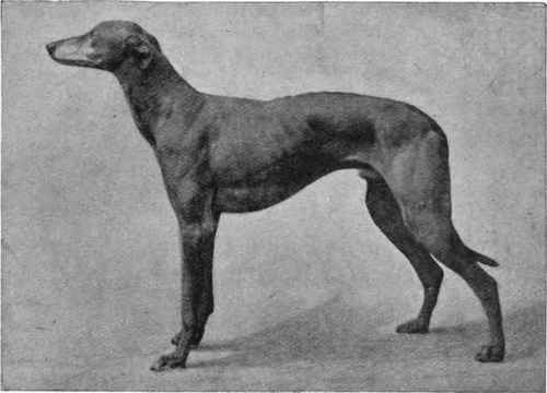 Greyhound Maney Starlight.