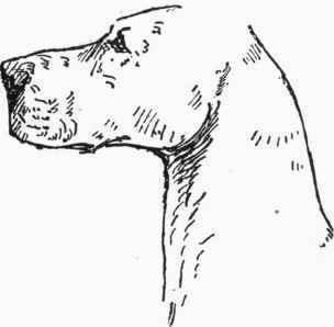 Head 27