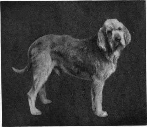 Mr. E. Buckley's Otter Hound Mawddwy Stanley.