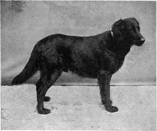 Mr. Harding Cox's Flat Coated Retriever Black Drake.