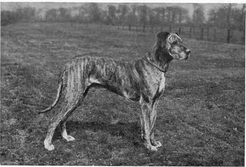 Mrs. Violet Horsfall's Great Dane Champion Viceroy of Redgrave.