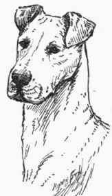 Terrier Ears.
