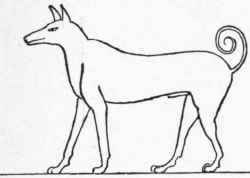 Terrier like Dog of the Egyptians.