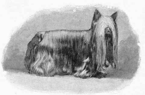 The Yorkshire Terrier.