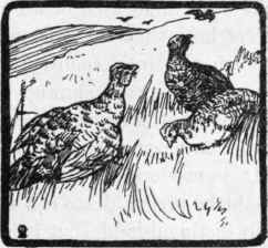 The Irish Setter 26