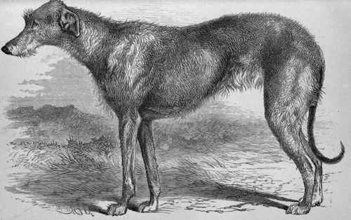 DR. J. LAMOND HEMMING'S DEERHOUND BITCH LINDA (K.C.S.B., 4770).