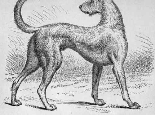 IRISH WOLFHOUND. (From an old dra y Renaigle.)