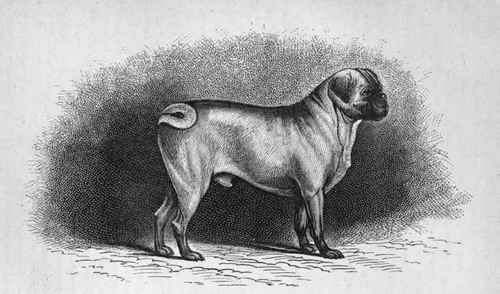 MISS A. A. L. JACQUET'S PUG DOG TUM TUM.