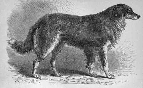 MR. A. G. JAMES' ROUGH COATED COLLEY CARLYLE (K.C.S.B. 8505).