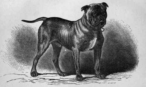 MR. B. H. DONKIN'S BULLDOG BYRON. Sire Mr. Gibbon's Dan out of Rose, by Tiger out of Ruth; Tiger by Crib.