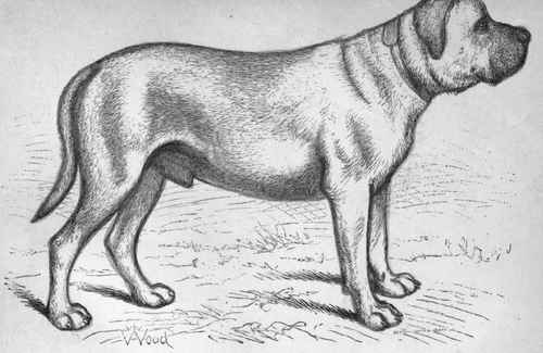 MR. C. T. HARRIS'S MASTIFF THE SHAH (K.C.S.B. 4457). ( K.C.S.B. 2333)   Dam /no, by Baron (K.C.S.B. 2282) out of Nell, by Old Turk (K.C.S.B. 2349).