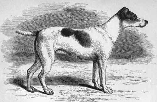 MR. E. M. SOUTHWELL'S FOX TERRIER SANS PEUR. Sire Scamp, by Turk (K.C.S.B. 610) out of Old Dame   Dam Lotes, by Old Jock (K.C.S.B. 558) out of Venom.