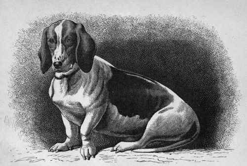 MR. E. MILLAIS' FRENCH BASSET MODEL (K.C.S.B. 7854).