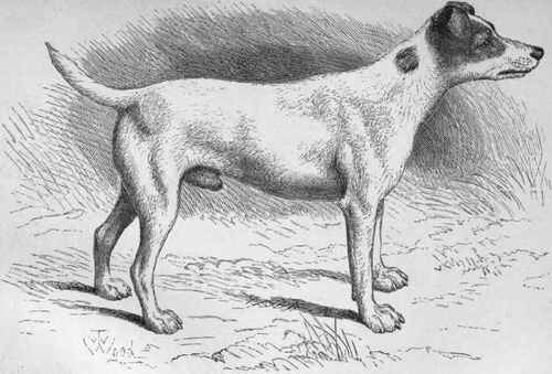 MR. F. BURBIDGE'S FOX TERRIER NIMROD. Sire Buffer (K.C.S.B. 524) by Marquis of Huntly's Bounce out of Trinket Dam Nellie, by Leo