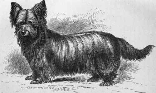 MR. F. H. VICARY'S PRICK EARED SKYE TERRIER MONARCH (K.C.S.B. 6691). Sire Mr. Thompson's Tommy   Dam Mr. Cunningham's Queen Bess.
