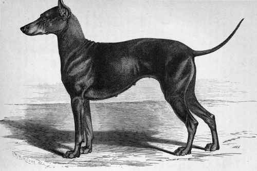 MR. F. W. PARRY'S BLACK AND TAN TERRIER BITCH SAFF (K.C.S.B. 8650).