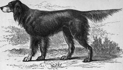 MR. H. B. GIBBS' GORDON SETTER YOUNG LORNE (K.C.S.B., 4310). Sire Mr, J. Wakefield's Jock   Dam Mr. Bennie's Sally.