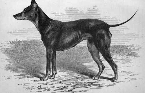 MR. HOWARD MAPPLEBECK'S BLACK AND TAN BITCH NETTLE (K.C.S.B. 8646).