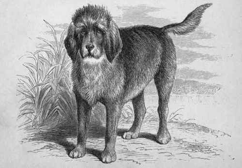 MR. J. C. CARRICK'S OTTERHOUND CHARMER (K.C.SB., 365). Sire Wellington, by Bruiser out of Rough Rally   Dam Countess.