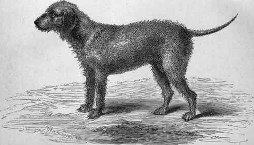 MR, J. CORNFORTH'S BEDLINGTON TERRIER NEWCASTLE LAD (K.C.S.B. 6668).