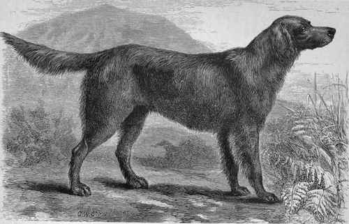 MR. J. FLETCHER'S IRISH SETTER GROUSE (K.C.S.B., 7269). Sire Mr. Erwin's Rant   Dam Mr. Morton's Kate.
