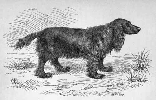 MR. J. HOLMES'S BLACK SPANIEL FLIRT. Sire Nick (K.C.S.B. 2152)   Dam Chloe (K.C.S.B. 2187).