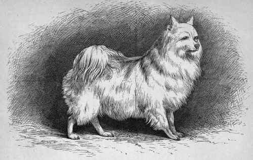 MR. JAMES FAWDRY'S POMERANIAN DOG CHARLIE (K.C.S.B. 7744).