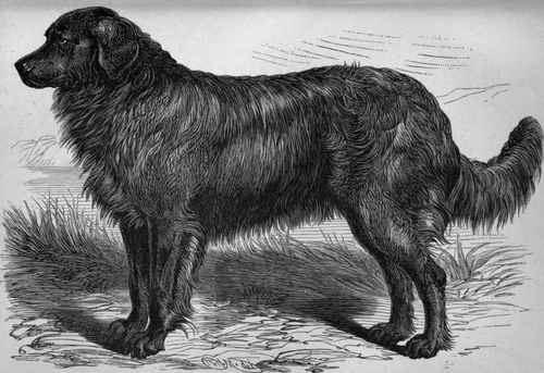 MR. S. W. WILDMAN'S NEWFOUNDLAND LEO (K.C.S.B. 5381). Sire Mr. Windle's Don   Dam Meg 0' Meldon, by Bruno out of Mr. Robinson's Meg.