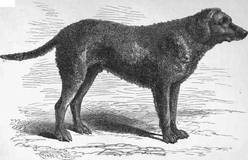 MR. W. H. HOW'S CURLY COATED RETRIEVER TOBY.' Sire Sweep (K.C.S.B. 1876   Dam Mr. Cotton's Nell.
