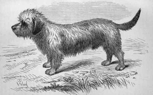 MR. W. WARDLAW REID'S DANDIE DINMONT TERRIER GRIP. Sire Mr. E. Bradshaw Smith's Incomparable Dirk Dam Rev. S. Tenneson Mosse's Schaun II.
