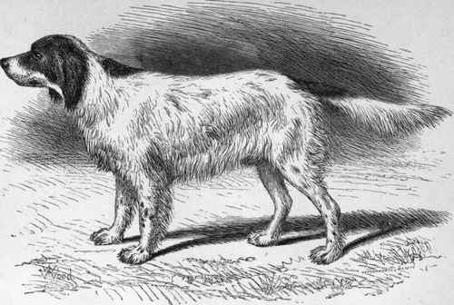 MR. WARDLAW REID'S LAVERACK SETTER SAM. Sire Dash II. (K.C.S.B. 1341)   Dam Moll III, by Fred I out of Belle II
