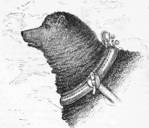 THE BLACK HOOSQUE DOG.