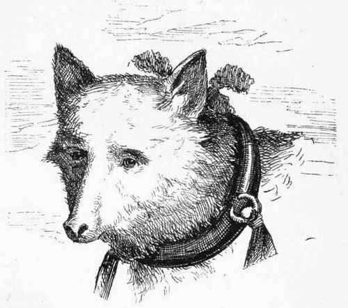 THE TIMBER WOLF DOG.